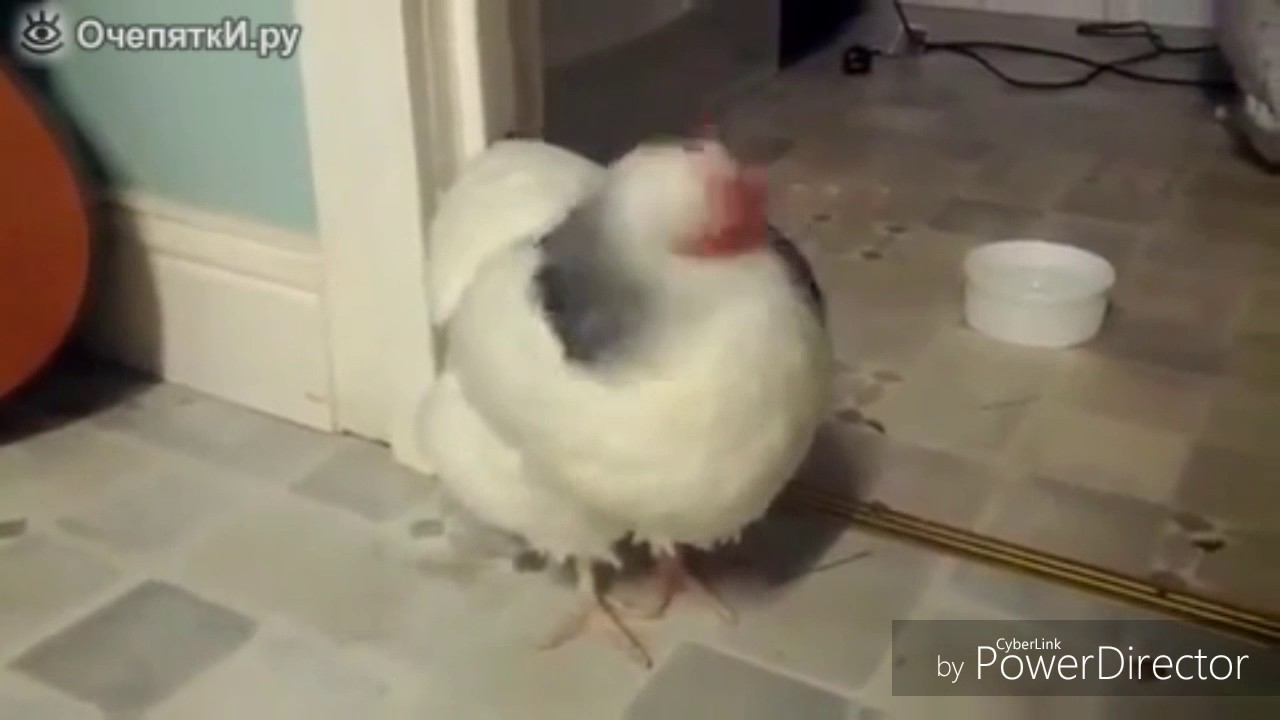 Смешное видео про ладу