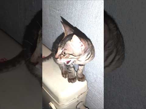 Billi Wala Voice Billi Ki Kaisi Awaaz Hoti Hai Cat Voice No Copyright Shortsfeed Catfunny