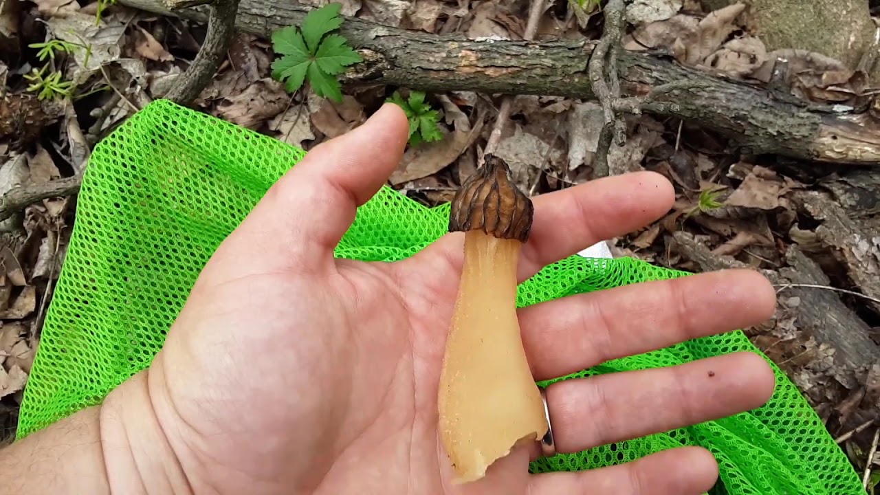 Half free morels (Spikes). YouTube