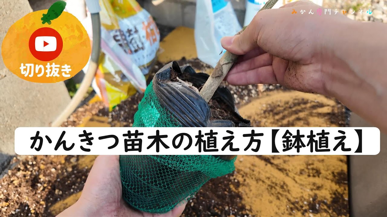 How to plant citrus seedlings [potted plants] [cuttings] - YouTube