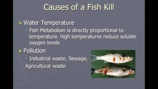 Fish Kills