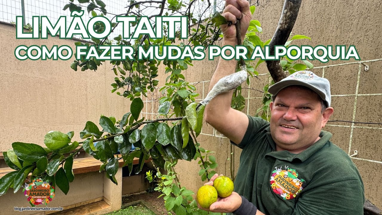 Limão Taiti | Como Fazer Mudas Por Alporquia