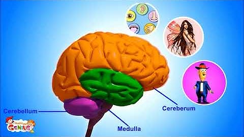 Unit 4. Interaction. Brain Parts & Functions  video for Kids from www makemegenius com