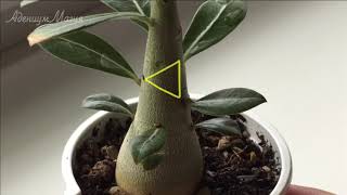 видео: ОБРЕЗКА СЕЯНЦЕВ АДЕНИУМА часть 1 картинка: ОБРЕЗКА СЕЯНЦЕВ АДЕНИУМА часть 1