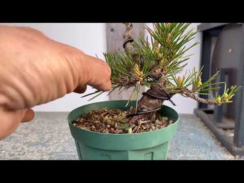 千寿丸と千寿姫 - YouTube