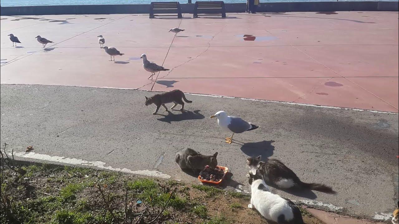 Cats vs Seagull YouTube