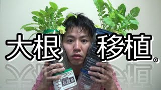 家庭菜園 大根をペットボトル 畑に移植 ペットボトルから取り出すと な な なんと Youtube