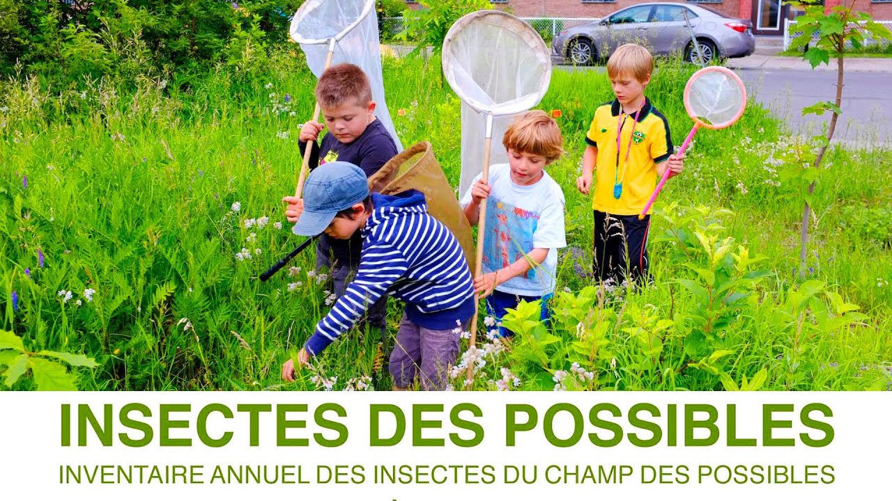 Inventaire annuel des insectes du Champ des Possibles, Montréal