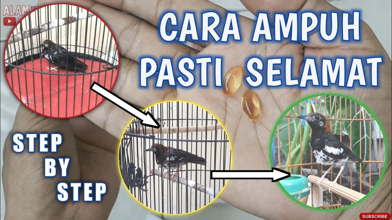 CARA MENGOBATI BURUNG NYILET PARAH PASTI SEMBUH || Paling Manjur Mengatasi Anis Kembang Sakit Kurus