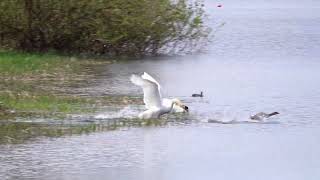 Swans - chasing greylag geese and nesting