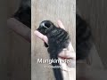 kenalilah baby musang pandan #short #shorts #shortvideo #musang #muspan #musangpandan