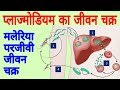 Life cycle of plasmodium | Malaria plasmodium | Plasmodium vivax | The Malaria life cycle explained