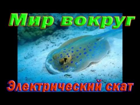 Электрический скат. Самые опасные обитатели океана. Морской мир.