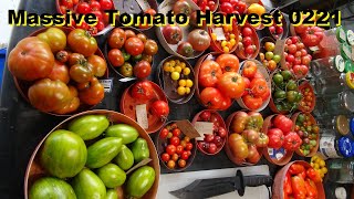 Massive Amount Of Tomatoes Coming In Mid Season Harvest 2021
