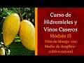 Cómo hacer VINO DE MANGO (con madre de jengibre) - MÓDULO 15