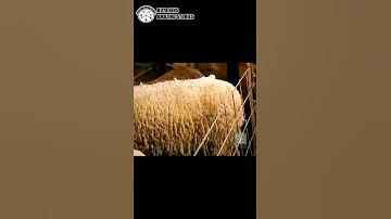 Did you know instrument strings were made from animals?