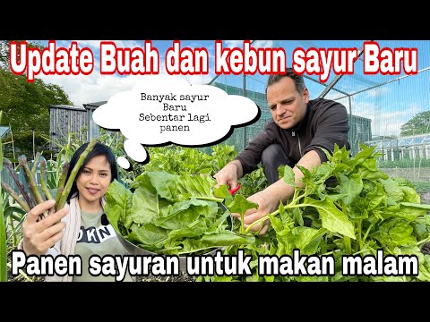 Video: Cara memberi makan raspberry di musim semi untuk panen yang baik