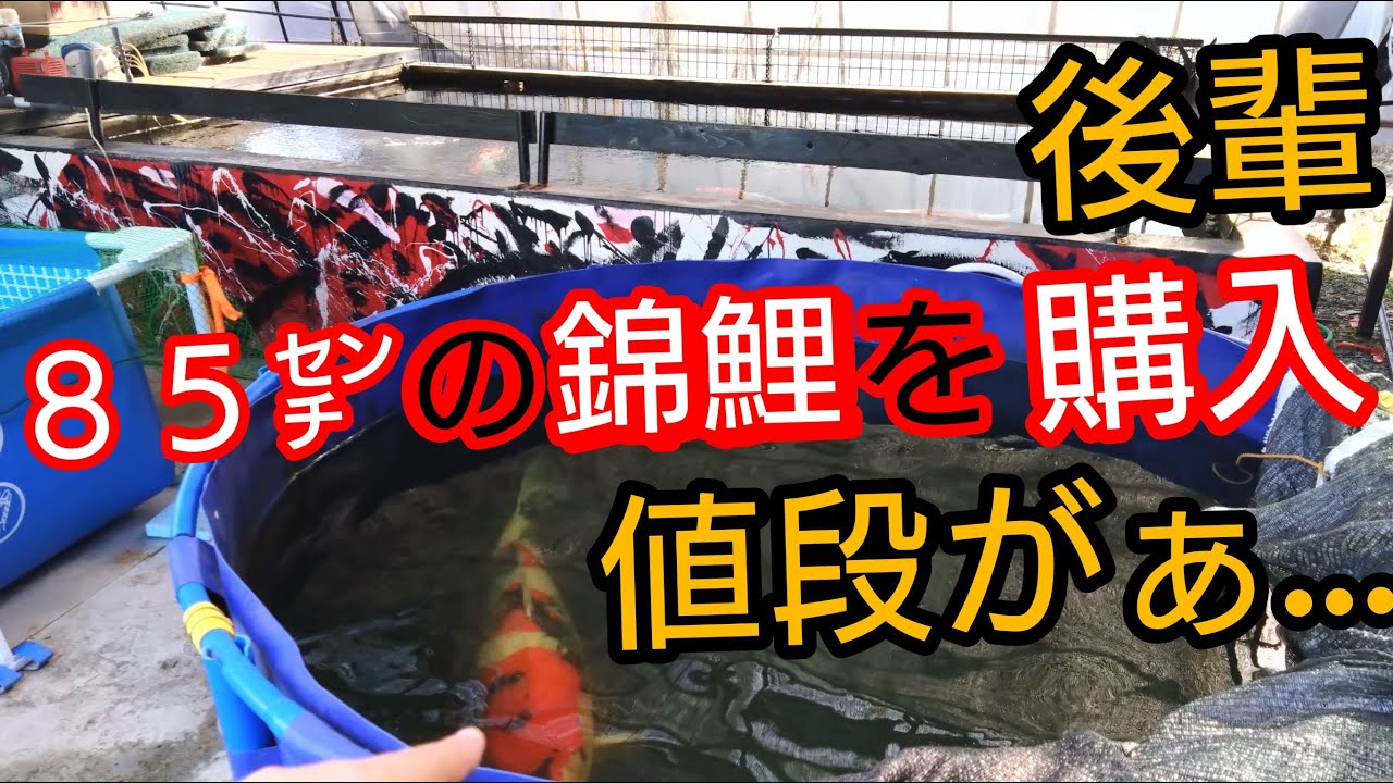 後輩、85cmの錦鯉を購入！値段がぁ、、、#錦鯉 #アクアリウム #koi