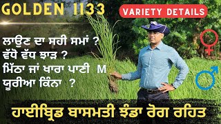 ਝੰਡਾ ਰੋਗ ਰਹਿਤ ਹਾਈਬ੍ਰਿਡ ਬਾਸਮਤੀ1133  Hybrid Basmati Golden 1133 by Chand Hybrid seed