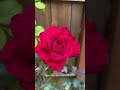Bold Beauty, Timeless Fragrance - Meet Mr. Lincoln Hybrid Tea Rose.