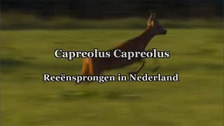 Capreolus Capreolus, reeënsprongen in Nederland