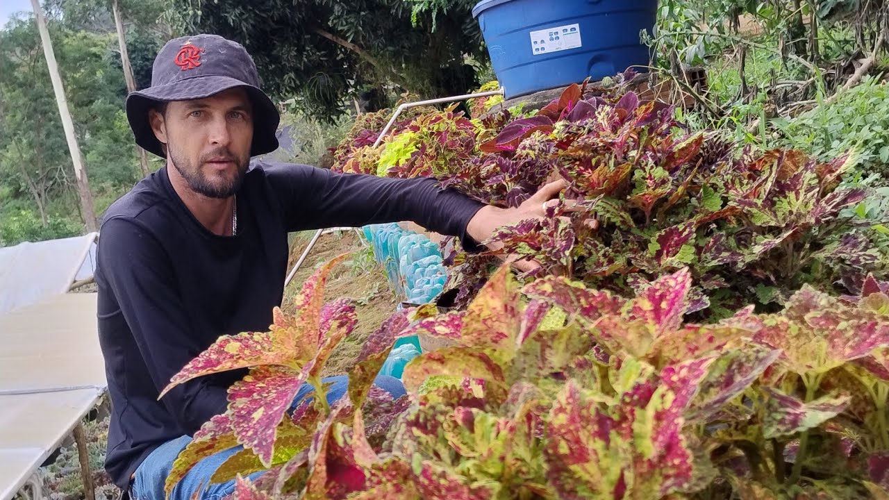 Atualização dos coleus 