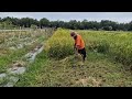SUPER SHARP FARMING TOOLS! FAST RICE HARVESTING IN ACTION!-agriculture farming