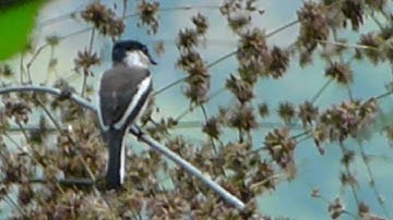 Bar-winged Flycatcher-shrike