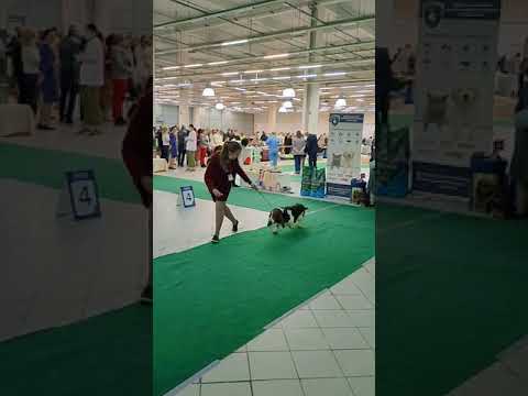 Video: Basset Hound Dog Hipoallergenic, ден-соолук жана өмүрдүн узактыгы