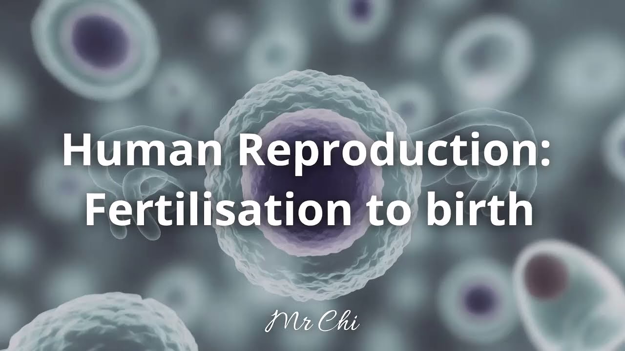 Human Reproduction   Fertilisation to Birth