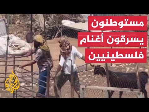 جنود الاحتلال يحرسون مستوطنين أثناء سرقتهم مواشي فلسطينيين في أريحا