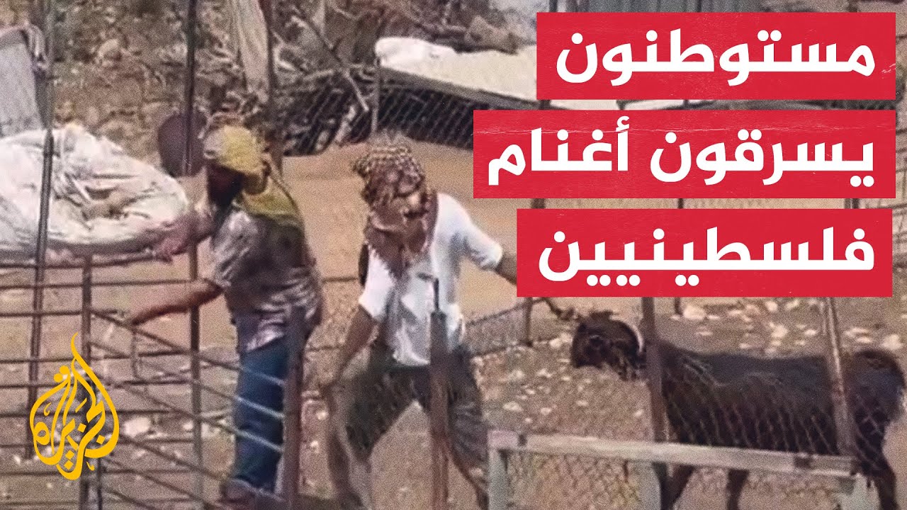 جنود الاحتلال يحرسون مستوطنين أثناء سرقتهم مواشي فلسطينيين في أريحا