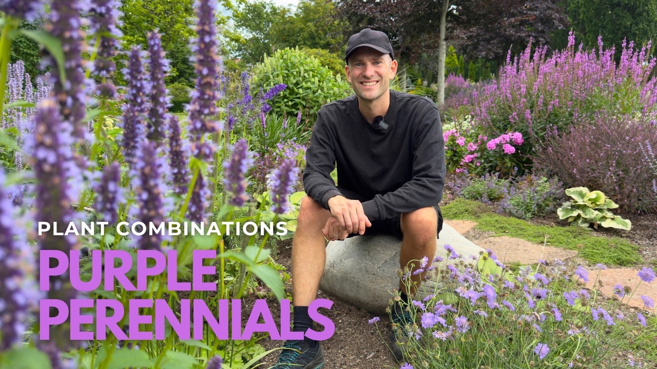 Designing with Purple Flowers | Perennial Combinations for Your Garden | Perennial Garden