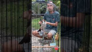 cuma Burung Kutilang, tapi hilang jati dirinya hehe #burung #kicaumania #qinarabanyuwangi