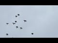 #Pigeons.Гон голубей в туман.