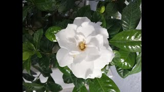 Taking care of gardenia and easiest propagation ever!