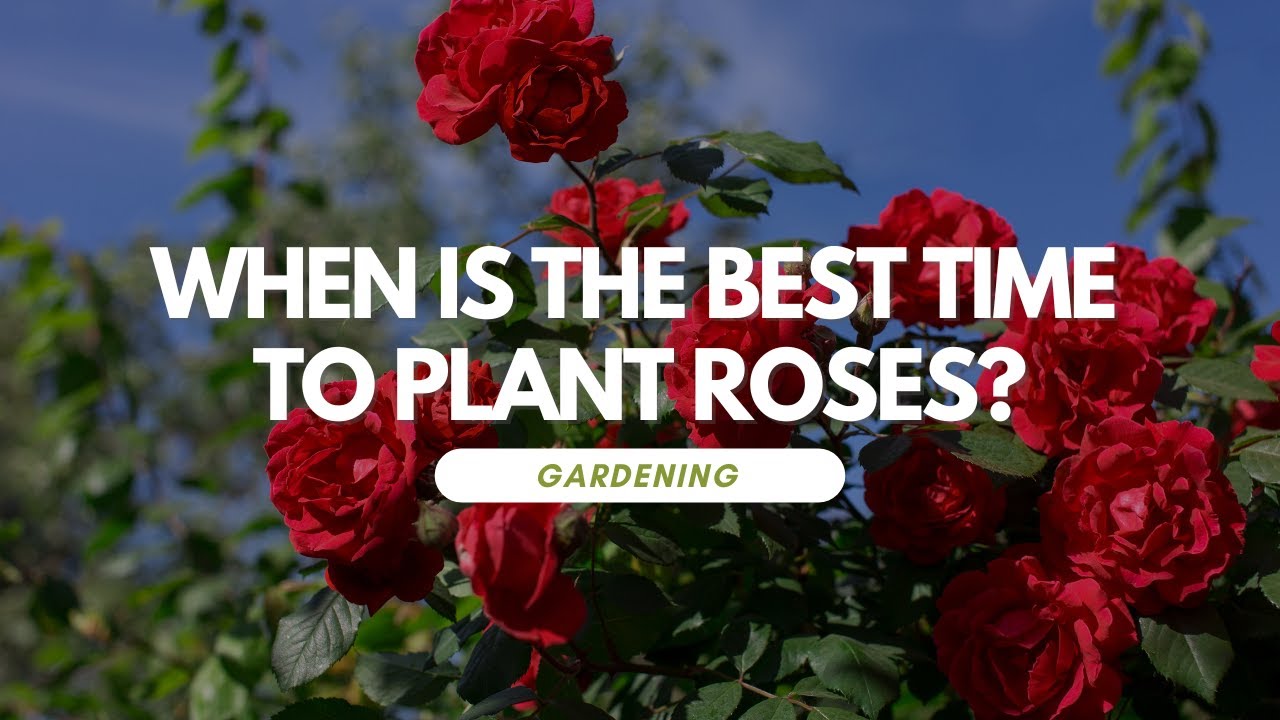 When Is The Best Time to Plant Roses? YouTube
