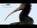 How to train your bird: A visit to the Austrian training camp for Northern Bald Ibises