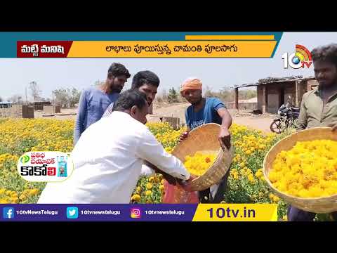 లాభాలు పూయిస్తున్న చామంతి పూలు | Chamanthi Cultivation | Chamanthi Sagu | 10TV Agri