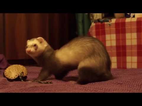 Ferrets in action