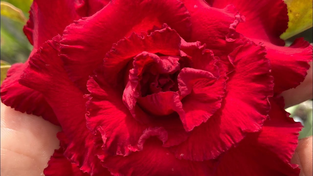 Fazendo enxertos muitas cores lindas obrigada por sempre estar por aqui 