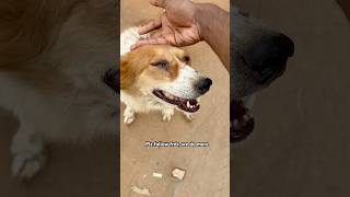 Very innocent.         #short #shorts #shortsvideo #shortsfeed #viral #viralvideo
