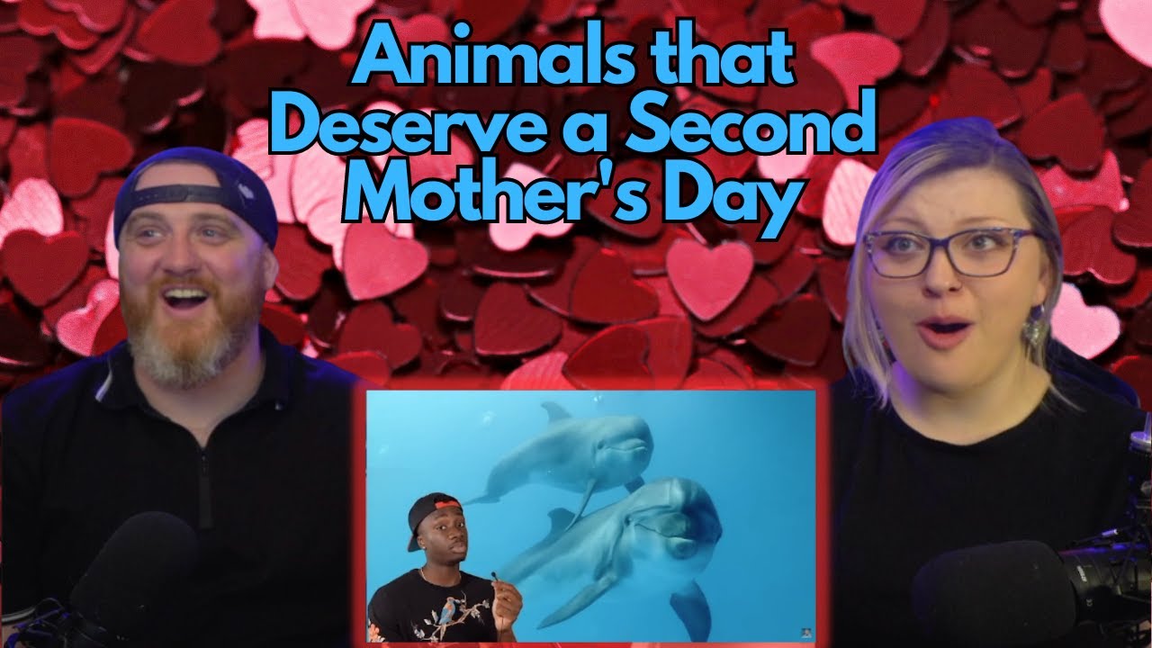 Animals that Deserve a Second Mother's Day @Casual Geographic | HatGuy & @Gnarly Nikki React