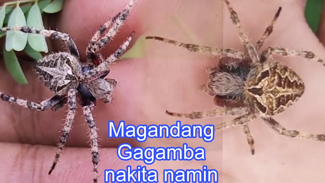 #Spider Hunting/Tatlong mga magagandang gagamba.. #trending/#viral ...