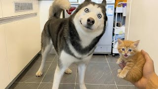 Best Funny Animal Videos 2025 😂 Funniest Dogs \u0026 Cats Moments 🐶🐱