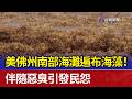 美佛州南部海灘遍布海藻！ 伴隨惡臭引發民怨