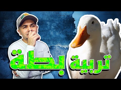 فيديو: الرجل يحصل على الانتقام على القط الذي يحافظ على الاستيقاظ في 4 صباحا.