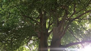 Common Beech (Fagus sylvatica) - tree - August 2018