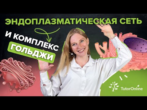 Эндоплазматическая сеть и Комплекс Гольджи | Биология | TutorOnline