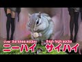 黒ニーハイソックスと黒サイハイソックス